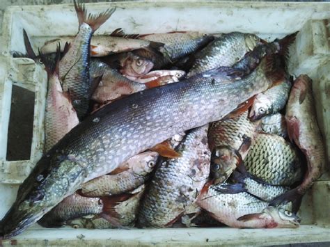 aaral fish|Aral Sea .